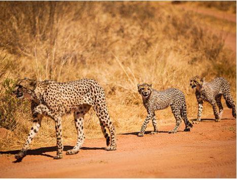 Metsi Lodge Riserva Naturale di Welgevonden Esterno foto